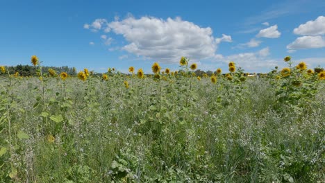Beautiful-field-of-sunflowers-sway-gently-in-breeze-as-butterflies-appear---Canterbury,-New-Zealand