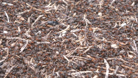 Conceptual-shot-of-ants-embody-teamwork-and-hard-work,-consistency-is-key