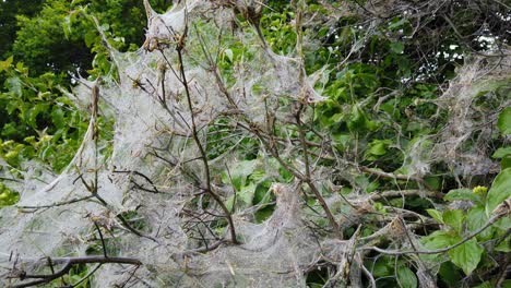 Pedestal-shot-of-nesting-web-of-ermine-moth-caterpillars,-yponomeutidae,-in-the-UK