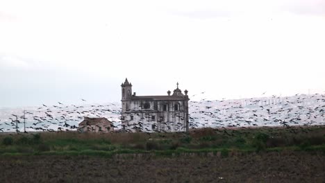 Ravens-circling-depressingly-in-front-of-a-ruined-Catholic-church-"Ermida-de-Nossa-Senhora-de-Alcame"-in-Lisbon-in-the-middle-of-a-sown-field-in-the-evening