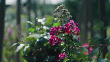 Statische-Aufnahme-Lila-Blumen-Mit-Verschwommenem-Gartenhintergrund