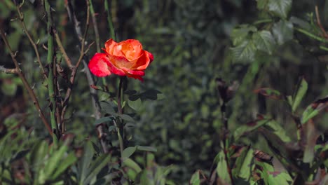 Static-shot-of-a-red-and-yellow-rose-in-the-garden