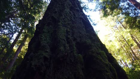Gimbal-shot-looking-straight-up-an-old-growth-coastal-redwood-tree-and-tilting-down-the-trunk-in-Muir-Woods,-California