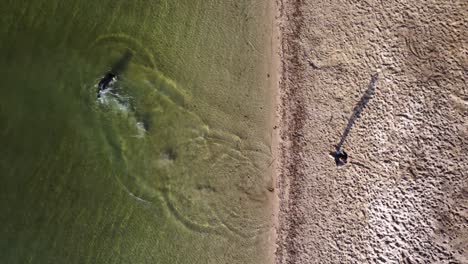 Drone-shot-of-a-guy-playing-fetch-with-a-dog-in-the-water