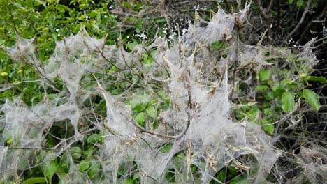 Pan-shot-of-defoliation-caused-by-feeding-ermine-moth-caterpillars,-yponomeutidae,-in-the-UK