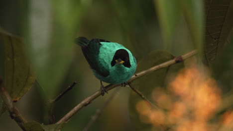 Close-up-shot-of-a-Green-Honeycreeper-perched-on-a-branch-with-leaves