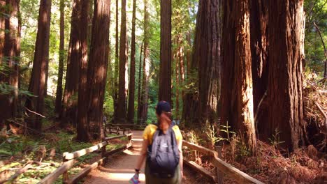 Gimbal-tilting-up-shot-while-walking-through-a-grove-of-coastal-redwood-trees-in-Muir-Woods,-California