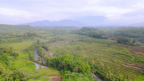 Luftaufnahme-Der-Ländlichen-Landschaft-Indonesiens-Mit-Blick-Auf-Reisfeld-Und-Fluss