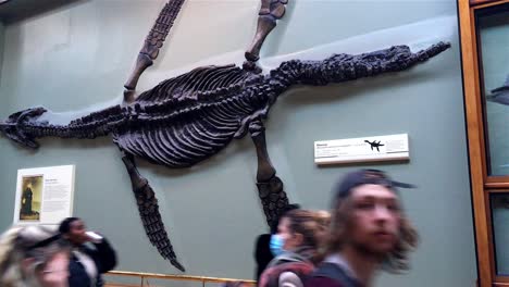 Huesos-De-Pliosaurio-187-178-Millones-De-Años-De-Kettleness-Cerca-De-Whitby,-Museo-De-Historia-Natural