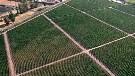 Aerial-orbiting-shot-over-the-Natural-pattern-of-Catemito-Vineyards,-Chile