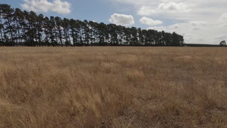 Goldfarbenes-Gras-Wiegt-Sich-Im-Sommer-Sanft-Vor-Einem-Bestand-Großer-Kiefern-–-Canterbury,-Neuseeland