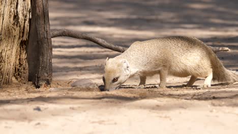 Cautious-Yellow-mongoose-drinks-from-small-drinking-hole-for-birds