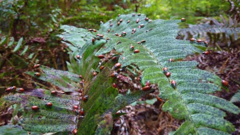 Gimbal-extreme-close-up-shot-of-a-swarm-of-lady-bugs-eating-a-fern-plant-in-Muir-Woods,-California