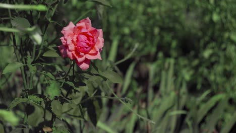 Statische-Aufnahme-Einer-Rosa-Rose-Im-Garten