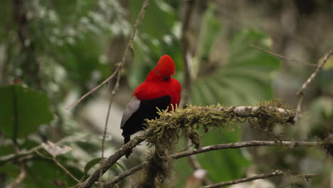 Andean-Cock-of-the-rock-bird-hops-and-calls-on-branch-in-the-forest---Close-up-shot
