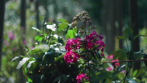 Statische-Zeitlupenaufnahme-Lila-Blumen-Mit-Verschwommenem-Gartenhintergrund