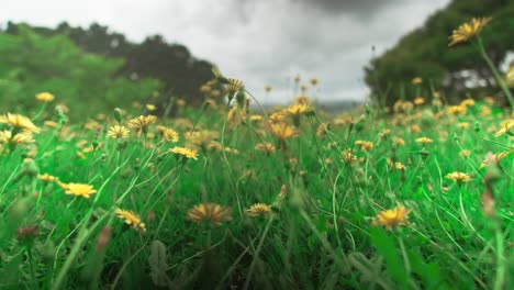 Pequeño-Campo-De-Flores-Amarillas-Silvestres-En-Nueva-Zelanda