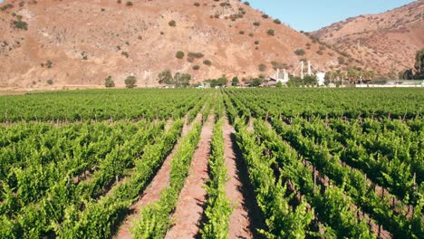 Sobrevuelo-Del-Valle-Del-Maipo,-Viñedos-Bordeados-Con-La-Montaña-De-Fondo,-Viticultura-Chilena