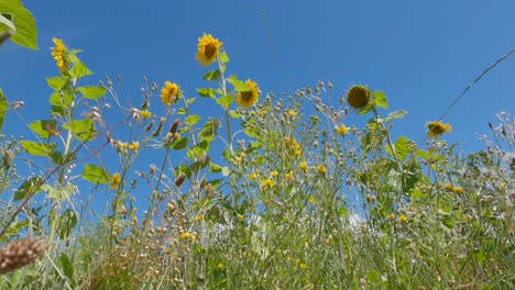 Blick-Vom-Boden-Zum-Himmel-Auf-Wunderschöne-Sonnenblumen-In-Leichter-Sommerbrise---Canterbury,-Neuseeland