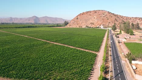 Sprawling-lush-vineyards-from-Maipo-valley,-Car-crossing-road-nearby,-Chilean-wines-production