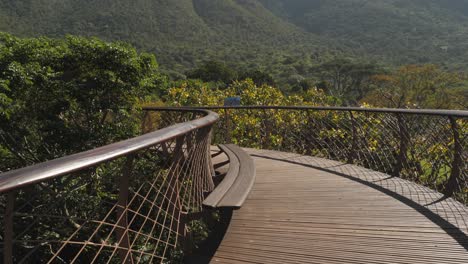 Curved-Tree-Canopy-Walkway-looks-toward-slopes-of-Table-Mountain,-Cape-Town