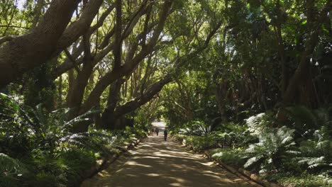 Tourist-visitors-walk-sun-dappled-tree-lined-path,-Kirstenbosch-Garden