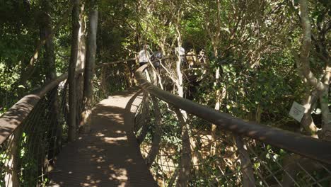 Tourists-on-elevated-canopy-walkway-in-Kirstenbosch-Garden,-Cape-Town