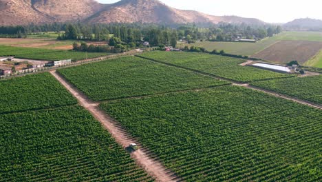 Establishing-view-of-Maipo-Valley-vineyard-plantation-field,-Greenery-landscape,-Chile