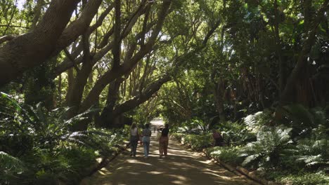 Tourists-walk-shaded-trail-in-Kirstenbosch-Botanical-Garden,-Cape-Town