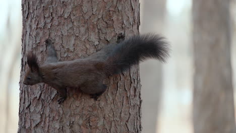 Eurasian-red-squirrel-hanging-and-jumping-on-large-tree-trunk-in-slow-motion