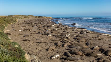 Große-Gruppe-Von-Seeelefanten,-Die-An-Einem-Sommertag-In-Big-Sur,-Kalifornien,-USA,-An-Land-Ruhen