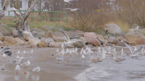 Flock-Of-Wild-Seagulls-On-Redlowo-Beach-In-Gdynia-Fighting-Over-Food