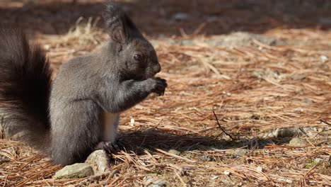 Eurasisches-Eichhörnchen,-Das-Nüsse-Frisst-Und-Auf-Einem-Mit-Gefallenen-Kiefernnadeln-Bedeckten-Boden-Sitzt