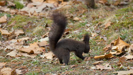 Eurasisches-Rotes-Eichhörnchen-Lagert-Nüsse-In-Einem-Boden-Für-Den-Wintervorrat