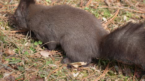 Eurasisches-Eichhörnchen-Schnüffelt-Auf-Dem-Boden-Nach-Nüssen-Und-Sucht-Nach-Nahrung