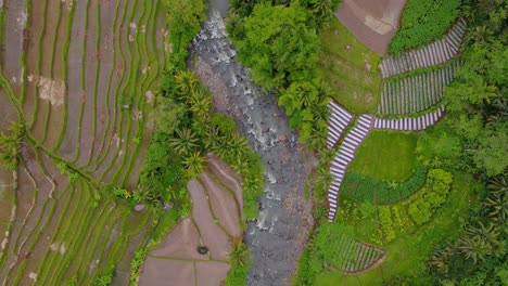 Overhead-drone-shot-of-rocky-river-on-the-middle-of-rice-field---Asia