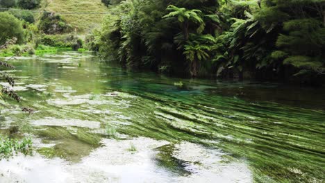 Manantial-De-Agua-Cristalina-A-Lo-Largo-De-La-Pasarela-Te-Waihou-En-Tapapa-Cerca-De-Putaruru,-Nueva-Zelanda