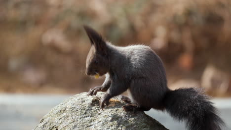 Rotes-Eichhörnchen,-Das-Nuss-Frisst-Und-Auf-Einem-Stein-In-Nahaufnahme-Sitzt