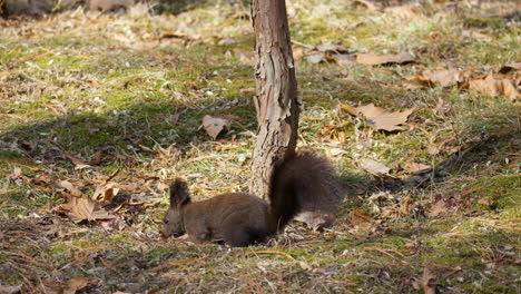 Eurasisches-Eichhörnchen-Sucht-Unter-Dem-Baum-Auf-Der-Wiese-Nach-Nüssen-Und-Springt-In-Zeitlupe-Davon
