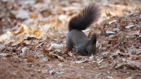 Das-Eurasische-Rote-Eichhörnchen-Vergräbt-Die-Nuss-Im-Boden-Und-Bedeckt-Sie-Mit-Abgefallenen-Blättern,-Während-Die-Kluge-Elster-Auftaucht,-Um-Sie-Zu-Stehlen