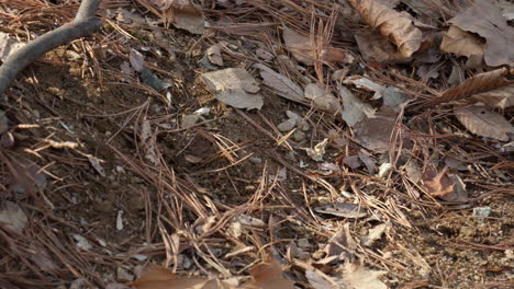 Eurasisches-Eichhörnchen-Versteckt-Nuss-Unter-Abgefallenen-Blättern-Als-Reserve-Und-Aufbewahrungsort-Für-Zertrümmerte-Pfoten
