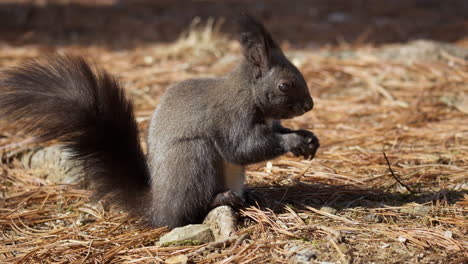Red-squirrel-or-Eurasian-red-squirrel-eating-nut-in-pine-forest-in-autumn