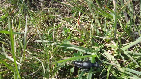 Insecto-Negro-Tomando-Un-Baño-De-Sol-Por-La-Mañana-En-Una-Hierba-Verde