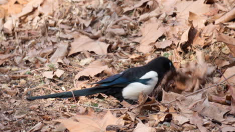 Magpie-pull-apart-fallen-leaves-on-a-ground-trying-to-find-squirrel's-storage-of-nuts
