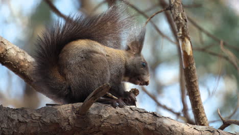 Nahaufnahme-Eines-Roten-Eichhörnchens,-Das-Nüsse-Frisst-Und-Auf-Einem-Kiefernzweig-Sitzt