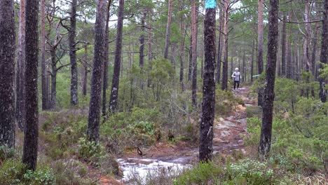 Young-fit-woman-trail-running-towards-camera-through-pine-trees