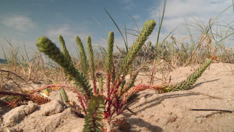 Euphorbia-Paralias-Oder-Meereswolfsmilchblume-Am-Sandstrand-Im-Wind,-Weitwinkel-Nahaufnahme
