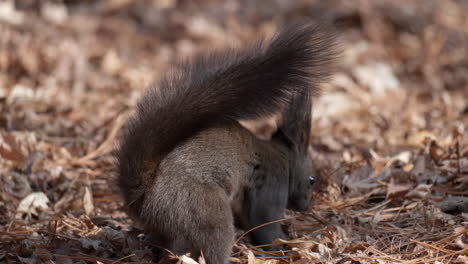Das-Niedliche-Eichhörnchen-Schmiegt-Sich-In-Abgefallene-Blätter,-Um-Sich-Zu-Verstecken,-Oder-Vergräbt-Nüsse-Als-Reserve-Und-Tritt-Mit-Seinen-Pfoten-Den-Platz-Ab