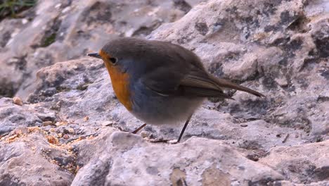 close-up-detail-shot-European-robin-standing-on-rock-eating-seeds-Erithacus-rubecula-during-winter-in-Soria,-Spain