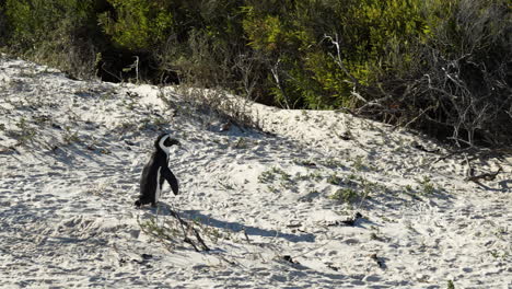 Solitary-African-penguin-walks-across-sand-on-boulders-beach---wide-shot